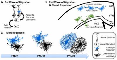 Important Shapeshifter: Mechanisms Allowing Astrocytes to Respond to the Changing Nervous System During Development, Injury and Disease